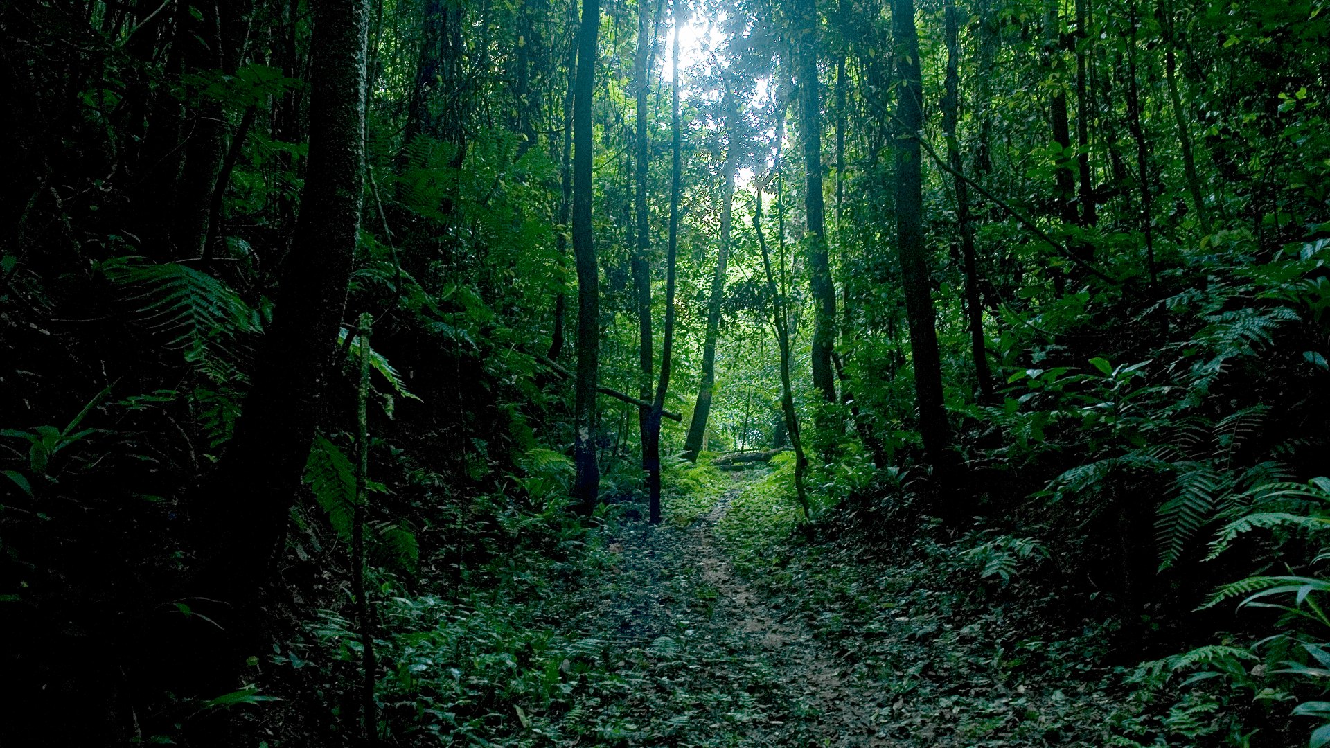 Dense green forest canopy